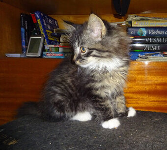 NABÍZÍM PĚT KŘÍŽENÝCH KOŤÁTEK (MAINSKÁ x SIBIŘSKÁ)