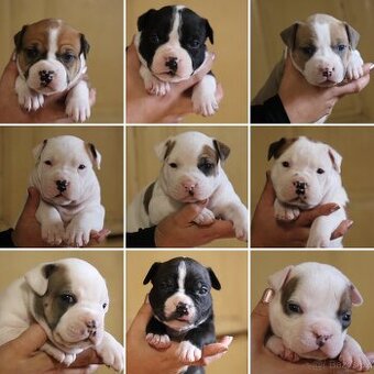 Americký stafordšírský teriér s PP