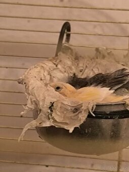 Kanarci,žebříčky,Chůvičky.