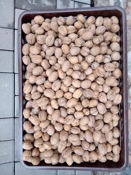 Vlašské ořechy neloupane