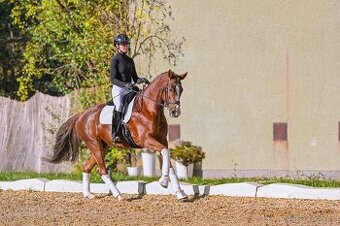 Luxusní drezurní valach