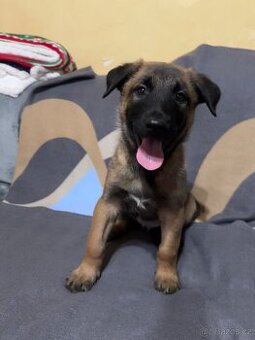 Belgický ovčák malinois s PP - štěně