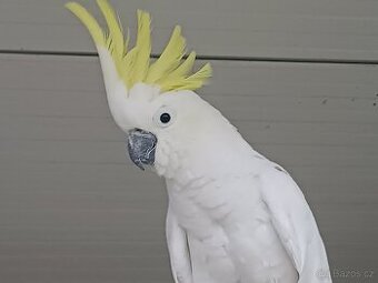 Kakadu Žlutočečelaty