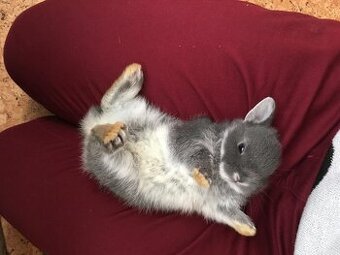 Zakrslý bílopesíkatý modrý králík