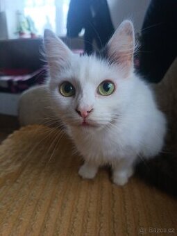 Daruji do dobrých rukou