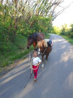 Přeprava Hospodářských zvířat/Koní