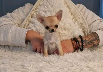 Čivava s PP , fešanda 😊