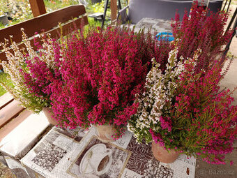 Vřesovec darlejský