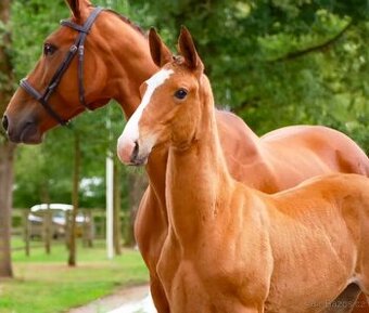 Exkluzívny KWPN žrebček do vyššieho športu