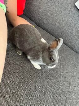 Zakrslý králíček