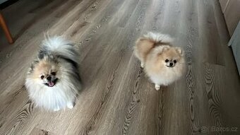 Pomeranian s PP