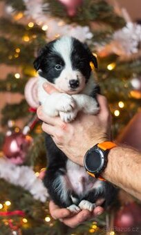 Border kolie s PP (ISDS)