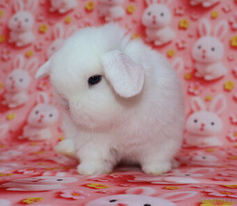 MiniLop beránek modrooký sameček - 1