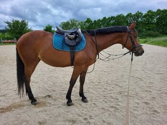 8letá perspektivní klisna