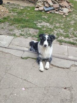 Border Kolie Štěňata