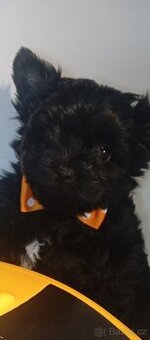 Jorkšírský teriér,Black,Merle,Biewer