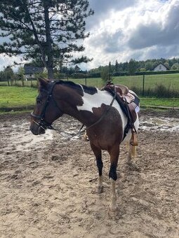 Kobyla - Teplokrevný typ