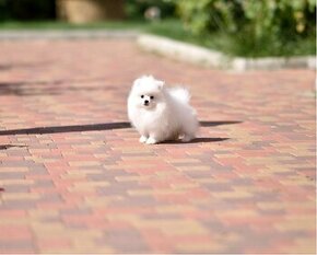 Ponúkam na predaj nádherne šteniatka Pomeraniana mini