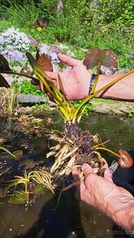 Leknín bílý: Nymphaea Alba