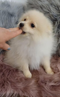 Pes pomeranian x trpasličí špic bez PP