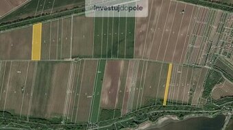 Prodej vinice v k.ú. Lednice na Moravě - 1