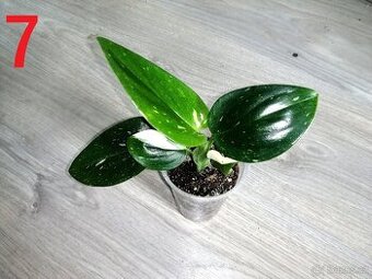 Monstera standleyana variegata