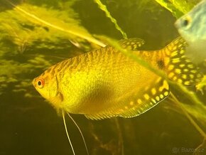 Čichavec zlatý - Trichopodus trichopterus 'Gold'
