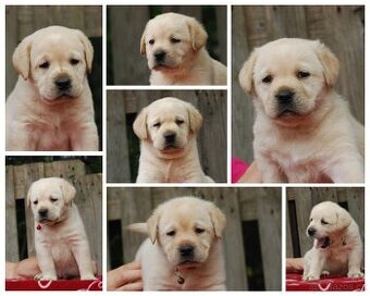 Špičková žlutá štěňata labradorského retrívra