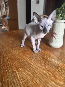 Kanadský Sphynx s průkazem původu