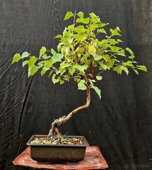 Bonsai, Bonsaj -Briza belokora 2