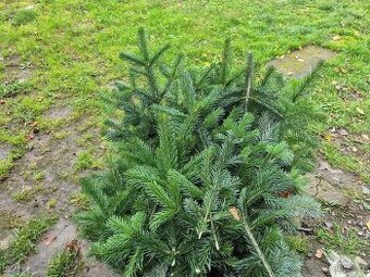 Chvoji jedle kavkazská