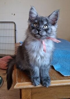 Maine coon,  mainská mývalia s PP - mačička