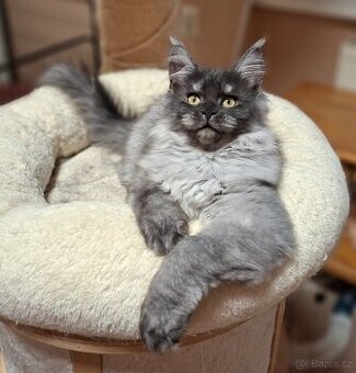 Maine coon,  mainská mývalia s PP - mačička