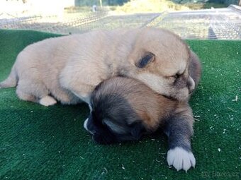 Akita inu