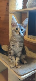 Mainská mývalí koťátka s PP