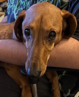 Nabízíme jezevčíka bez PP ke krytí - 1