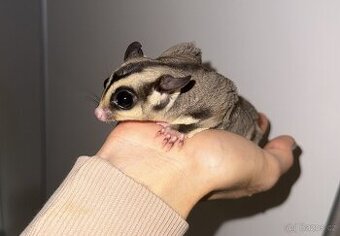 Sameček vakoveverky, 7 měsíců