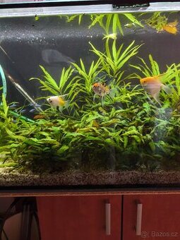 Akvarijní rostlina Kryptokoryna, Cryptocoryne