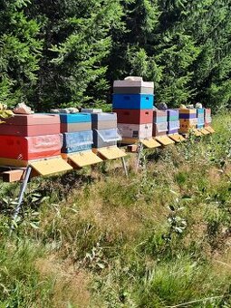 Nabídka medů z jihočeských lesů nejen v Praze