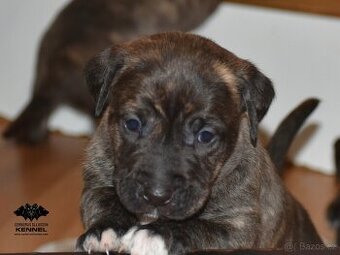 Štěňátko plemene Uruguayský Cimarron s PP