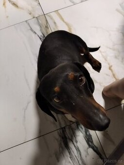 Jezevčík trpasličí