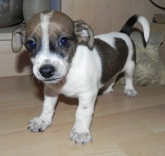 Jack Russell teriér