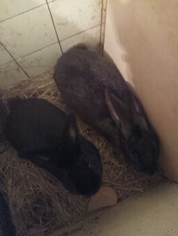 Prodám samce a samici králíků