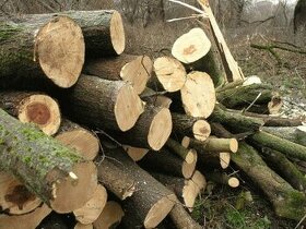 Bukové dřevo štípané