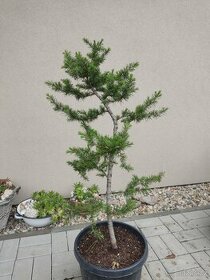 Tvarovaný strom, bonsai cedrus deodara