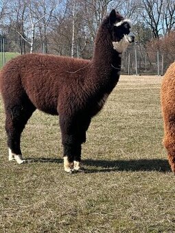 Lama alpaka