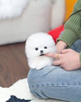 Krasne pomeranian štěňata