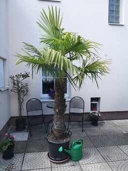 Pěkná velká palma