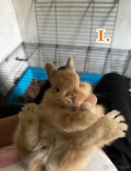 Prodej králíčků 💕