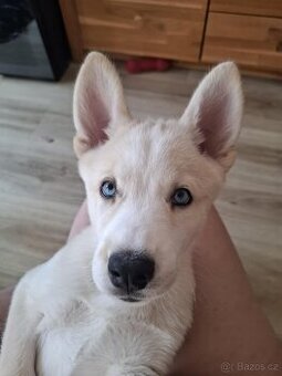 Štěně Husky - 1